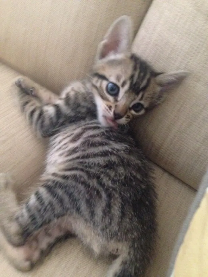 Gato ra a Srd idade Abaixo de 2 meses nome Ainda não tem nome