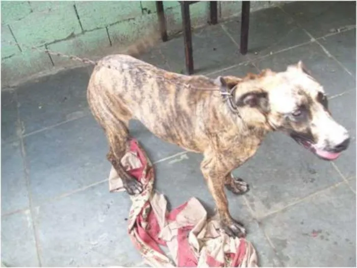 Cachorro ra a SRD idade 2 anos nome Magie