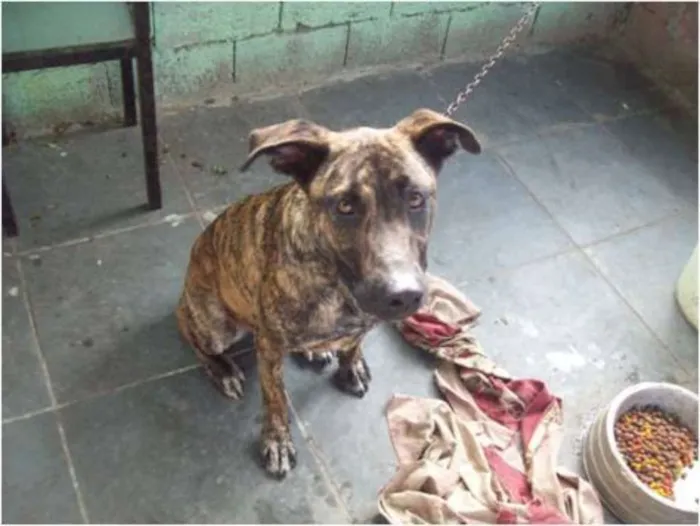 Cachorro ra a SRD idade 2 anos nome Magie