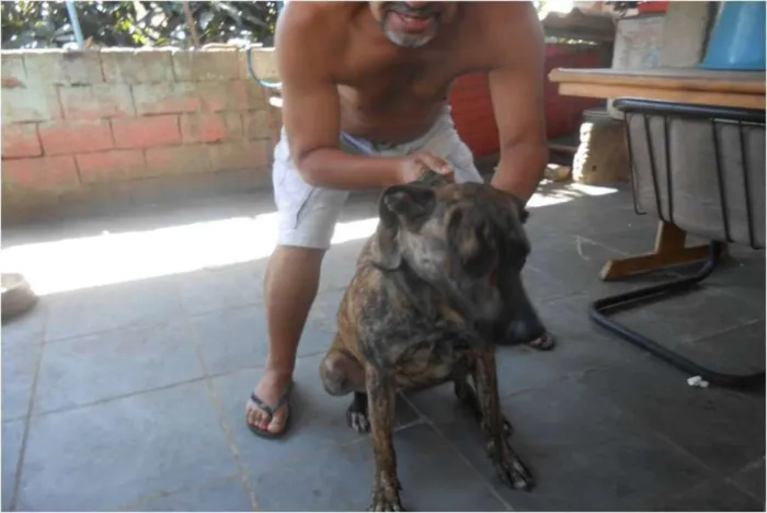 Cachorro ra a SRD idade 2 anos nome Magie
