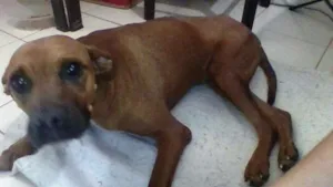 Cachorro raça SRD idade 6 ou mais anos nome DUQUE