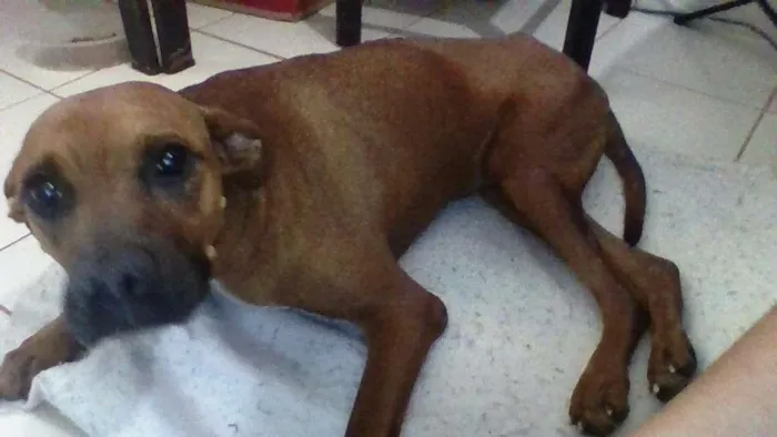 Cachorro ra a SRD idade 6 ou mais anos nome DUQUE