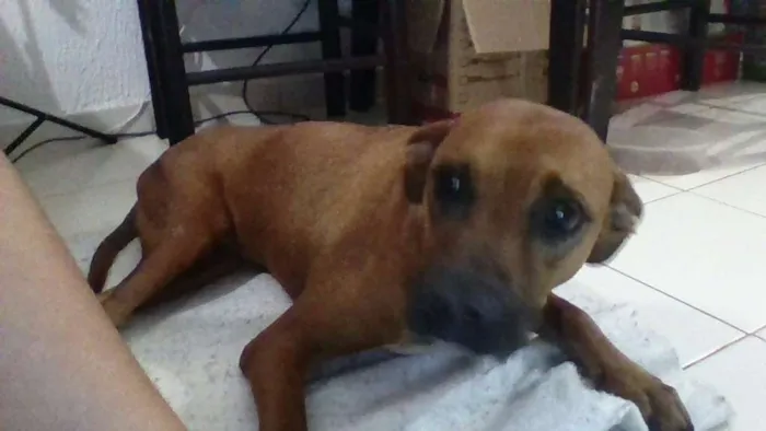 Cachorro ra a SRD idade 6 ou mais anos nome DUQUE