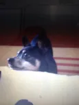 Shibo