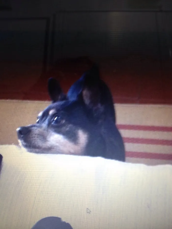 Cachorro ra a Pintcher  idade 6 ou mais anos nome Shibo