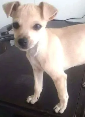 Cachorro raça SRD idade 2 a 6 meses nome Lucy