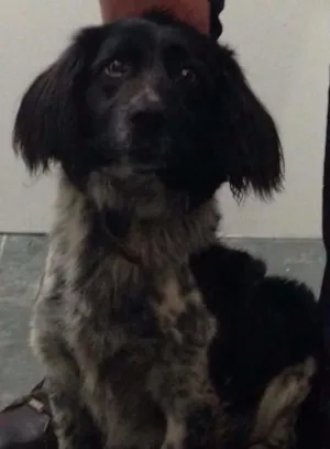 Cachorro raça A definir idade 1 ano nome Pug