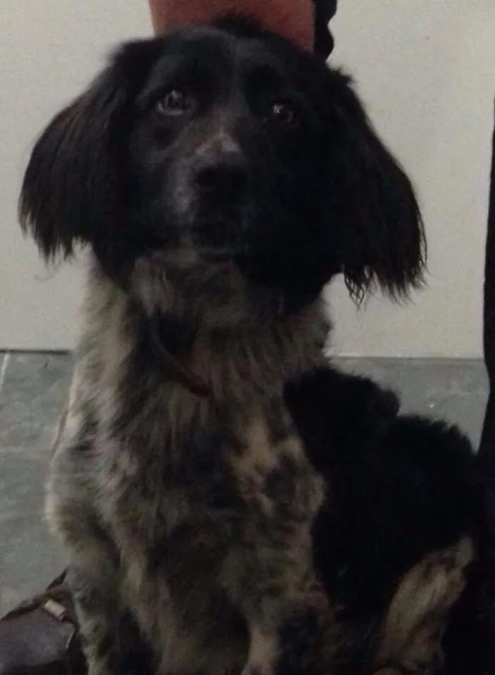 Cachorro ra a A definir idade 1 ano nome Pug