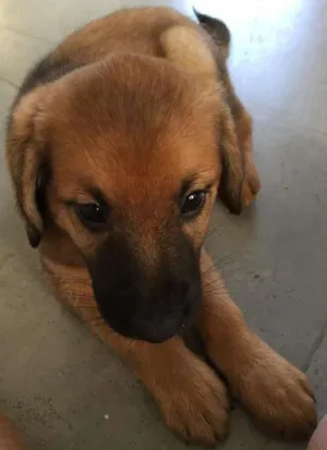 Cachorro raça SRD idade 2 a 6 meses nome Marronzinho