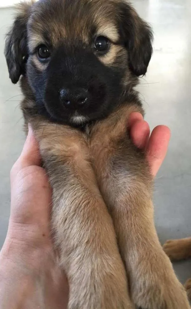 Cachorro ra a SRD idade 2 a 6 meses nome Menina