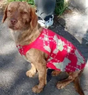 Cachorro raça SRD idade 7 a 11 meses nome Kacau