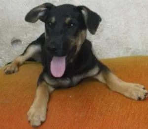 Cachorro raça SRD idade 2 a 6 meses nome VINY