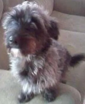 Cachorro raça SRD idade 1 ano nome Tobi