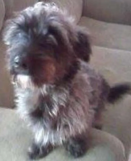 Cachorro ra a SRD idade 1 ano nome Tobi