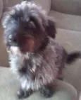 Tobi