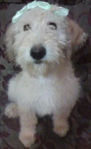 Cachorro raça SRD idade 7 a 11 meses nome Bonequinha