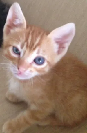 Gato raça Srd idade Abaixo de 2 meses nome Ainda não tem nome