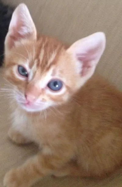 Gato ra a Srd idade Abaixo de 2 meses nome Ainda não tem nome