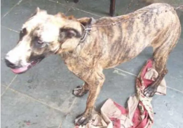 Cachorro ra a SRD idade 2 anos nome Magie