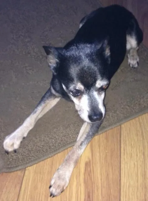 Cachorro ra a Pintcher  idade 6 ou mais anos nome Shibo