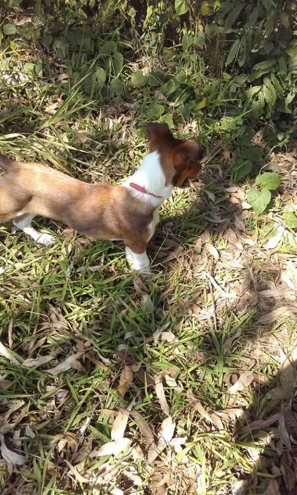 Cachorro ra a SRD idade 2 a 6 meses nome Paçoca