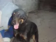 Chacal