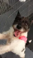 Lola