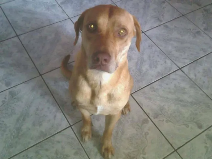 Cachorro ra a SRD idade 2 anos nome Lola 02