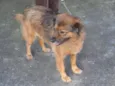 Drika
