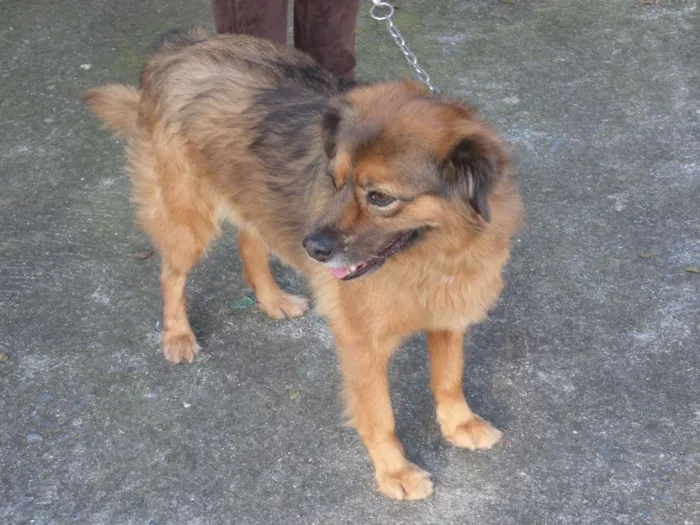 Cachorro ra a SRD idade 3 anos nome Drika