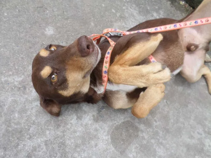 Cachorro raça srd idade  nome simba