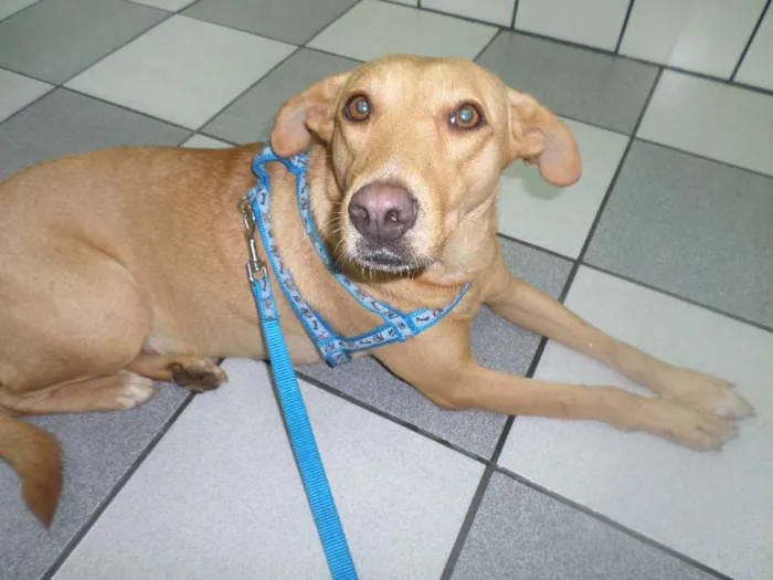 Cachorro raça srs idade 2 anos nome Caramelo