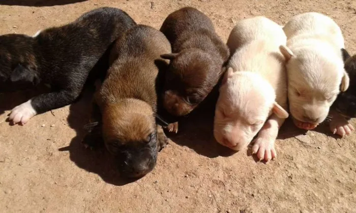 Cachorro ra a não definida idade Abaixo de 2 meses nome filhotes