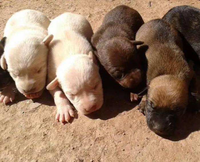 Cachorro ra a não definida idade Abaixo de 2 meses nome filhotes