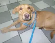 Cachorro raça srs idade 2 anos nome Caramelo