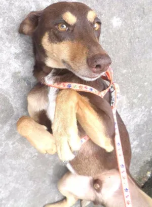 Cachorro raça srd idade  nome simba