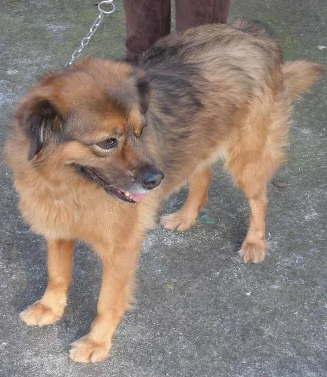 Cachorro ra a SRD idade 3 anos nome Drika