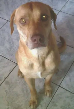 Cachorro raça SRD idade 2 anos nome Lola 02