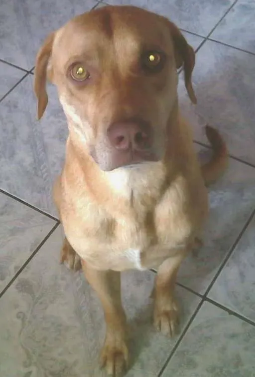 Cachorro ra a SRD idade 2 anos nome Lola 02
