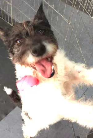 Cachorro raça SRD idade 2 anos nome Lola