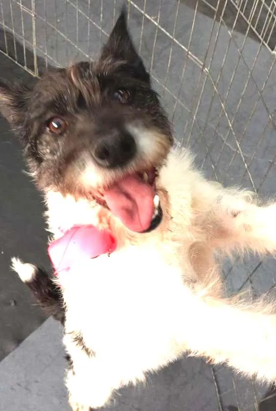 Cachorro ra a SRD idade 2 anos nome Lola