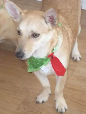 Cachorro raça SRD idade 1 ano nome Marley