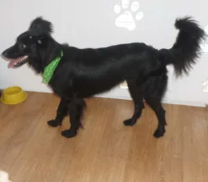 Cachorro raça SRD idade 2 anos nome Lana
