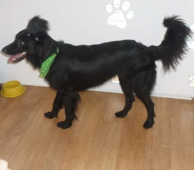 Cachorro ra a SRD idade 2 anos nome Lana