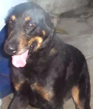 Cachorro raça SRD idade 2 anos nome Chacal