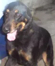 Chacal