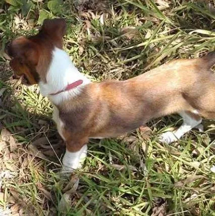 Cachorro ra a SRD idade 2 a 6 meses nome Paçoca