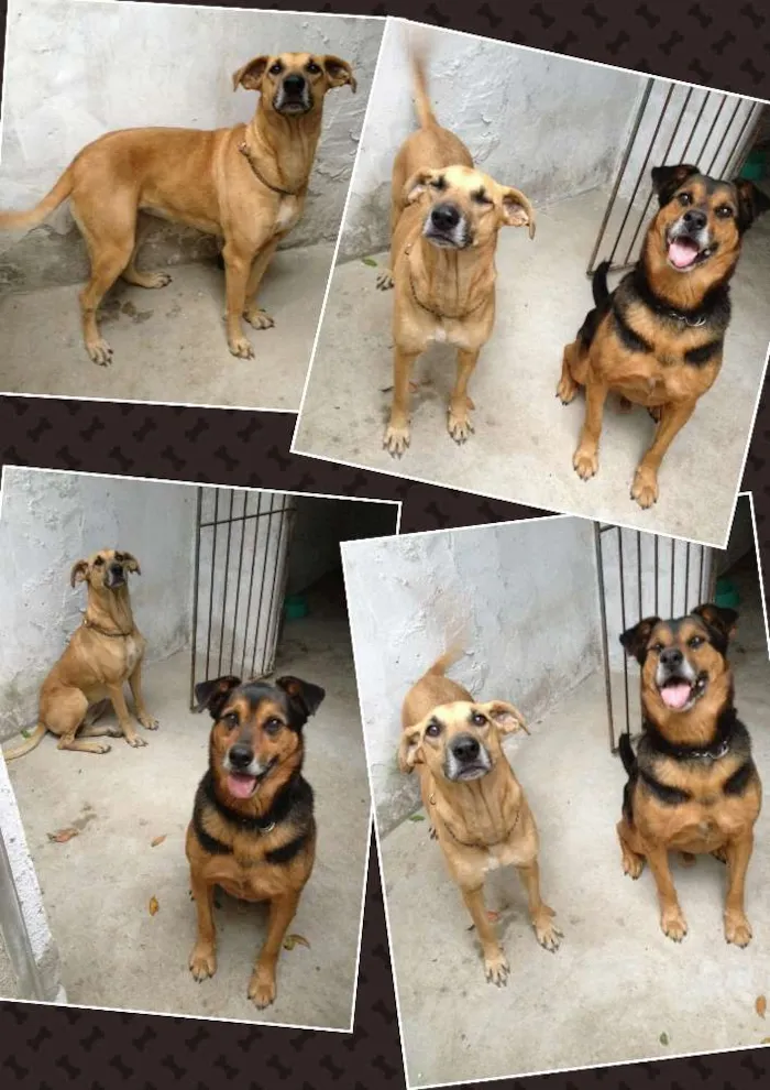Cachorro ra a SRD idade 3 anos nome Não há nome.
