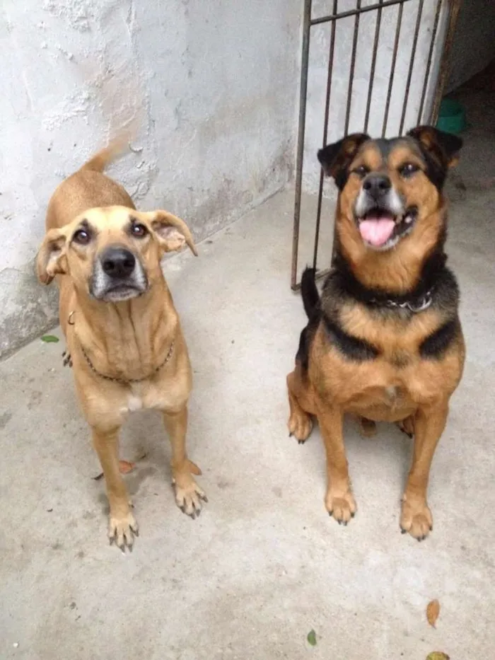 Cachorro ra a SRD idade 3 anos nome Não há nome.
