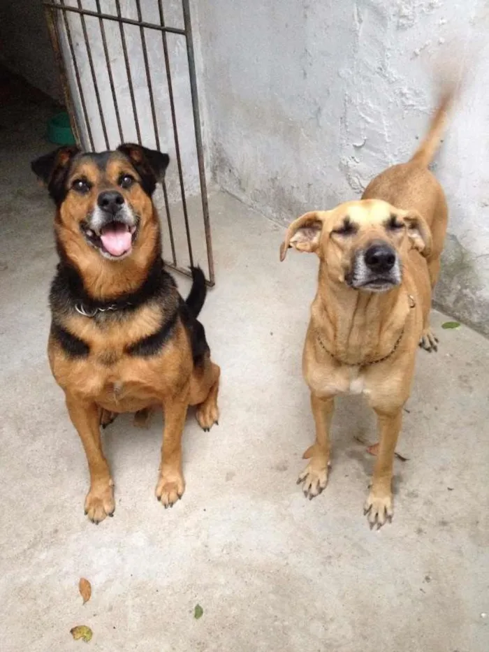 Cachorro ra a SRD idade 3 anos nome Não há nome.